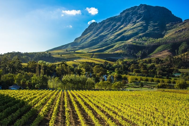 Stellenbosch Wine Tours
